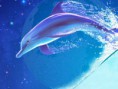 /album/fotogaleria-inicio/a1119538-dolphin-jumping-under-the-moon-p-jpg/